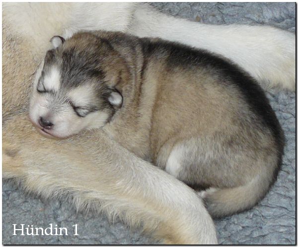 Huendin 1.jpg - Hündin 1